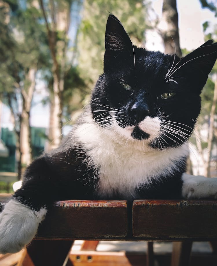 Short-fur Black And White Cat