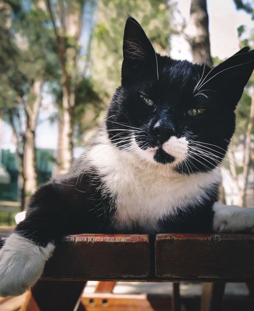 Free A charming black and white cat sitting on a wooden surface, staring intently outdoors. Stock Photo