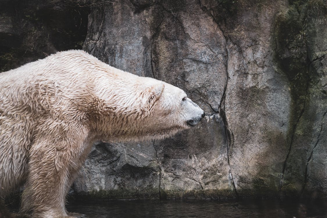 動物攝影, 北極熊, 捕食者 的 免费素材图片