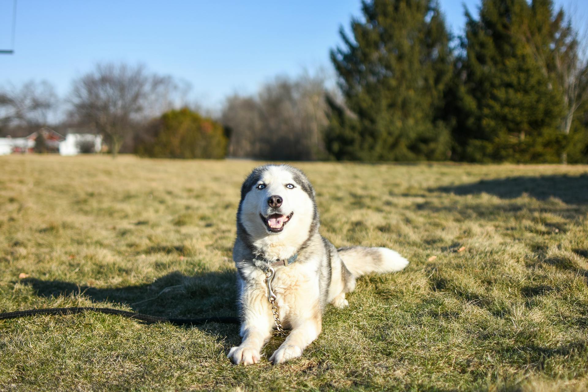 A Dog Sitting on the Grass