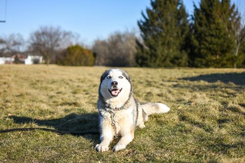 Free A cheerful Siberian Husky dog sitting on a grassy field on a sunny day. Stock Photo