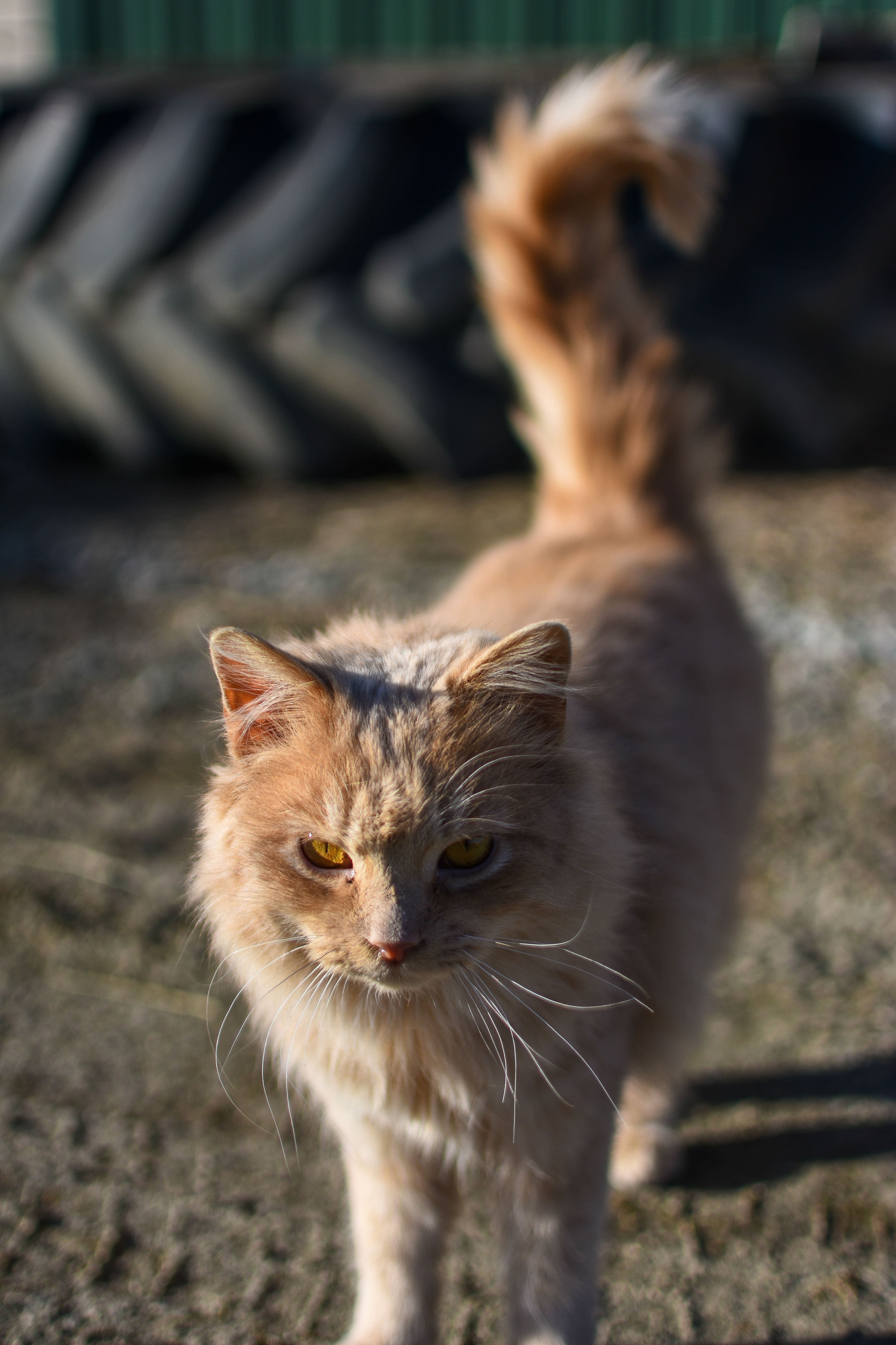Adorable ginger cat with fluffy fur enjoying the sunny outdoors with a soft focus background.