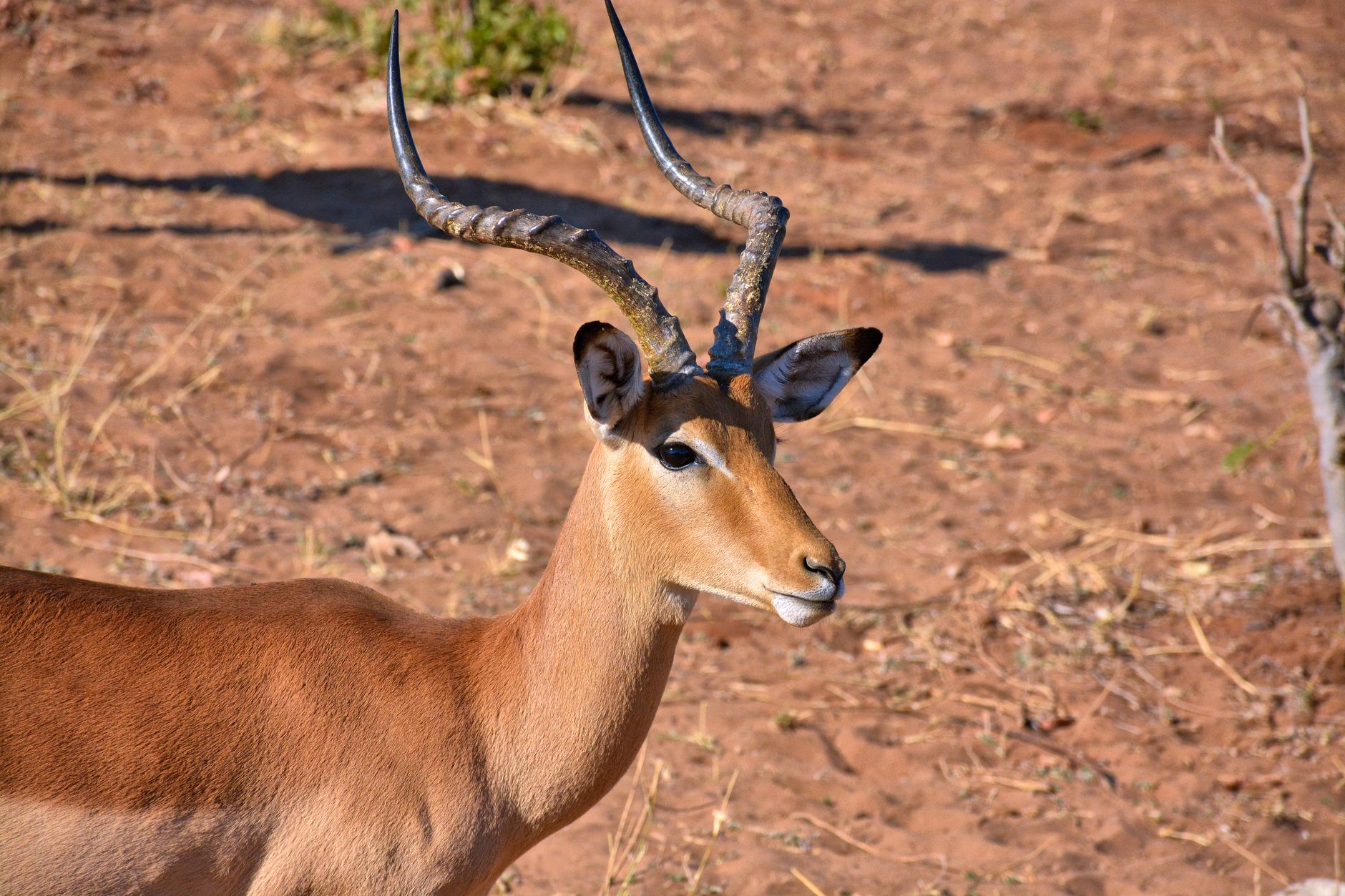 Zimbabwe Safari Cost for a Family: A Guide