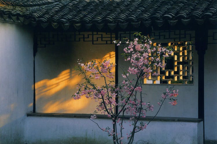 Chinese House Exterior With A Cherry Tree In Blossom 