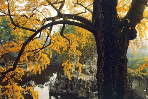Безкоштовне стокове фото на тему «барвистий, дерева, осінь» стокове фото