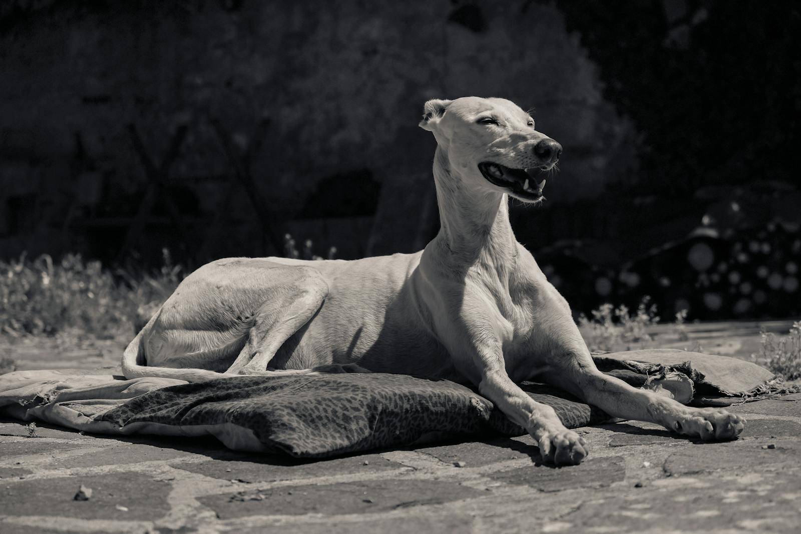 Greyhound Delhi