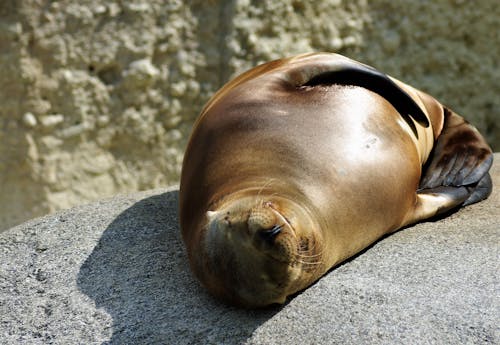 Close-Up Shot of a Seal Lying Down on a Rock