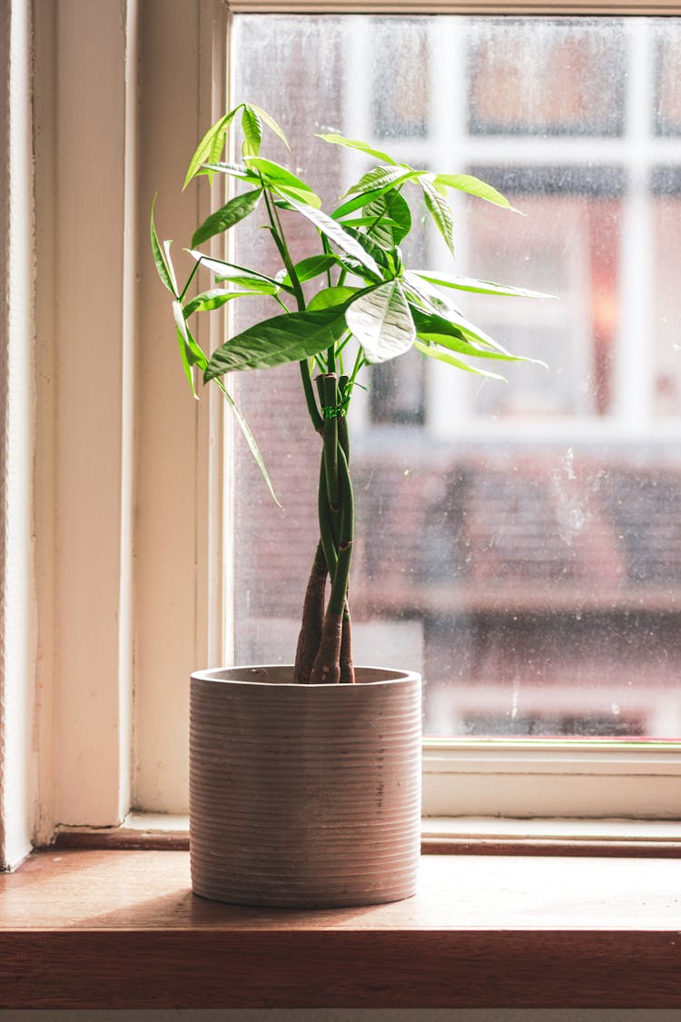  Potted Plant Beside The Window