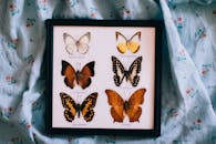 以花卉布为背景，镶框展示了各种保存的蝴蝶