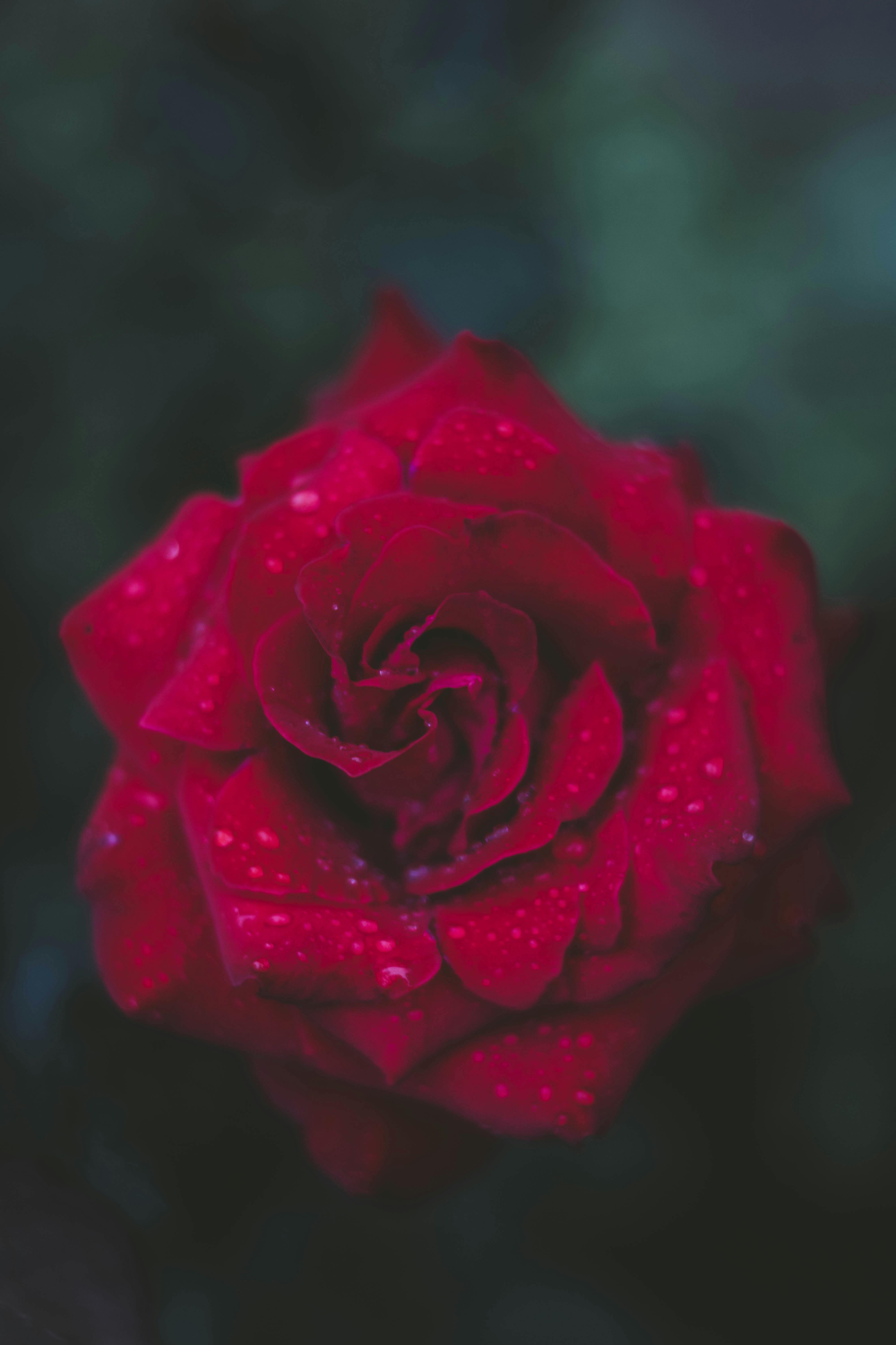 Happy Rose Day Wallpapers - Wallpaper Cave