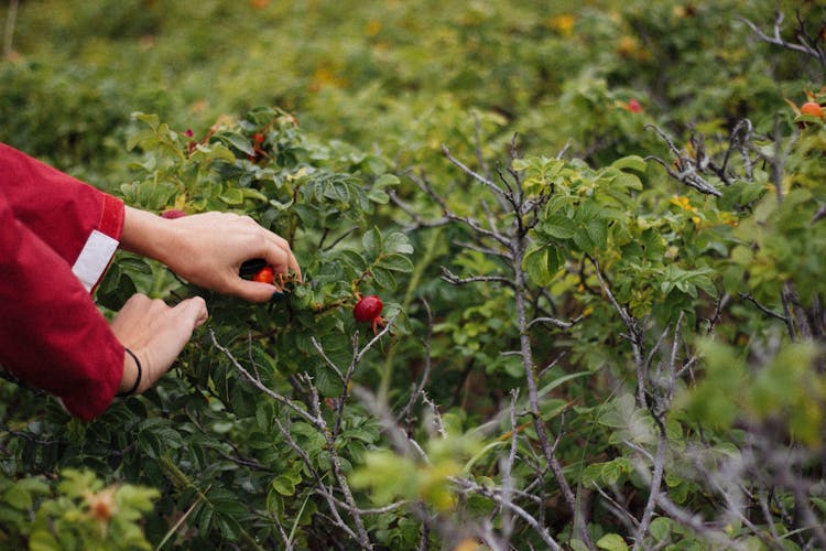 Person Holding Fruit On Plant