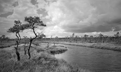 松の木, 沼地, 湿地の無料の写真素材