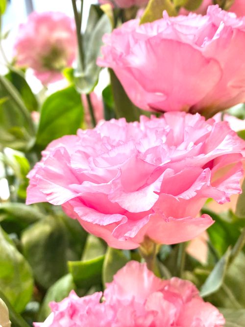 Free A beautiful close-up shot of vibrant pink peonies in full bloom, showcasing their delicate petals. Stock Photo