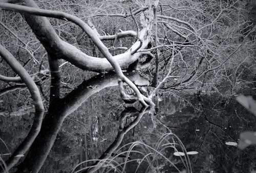 Free stock photo of dead tree, reflection