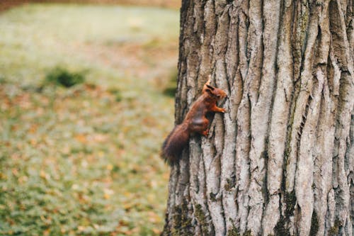 grátis Esquilo Marrom Segurando Na árvore Foto profissional