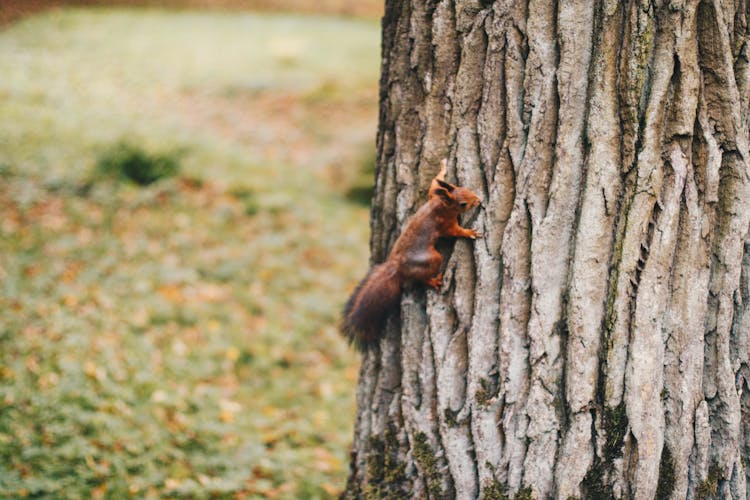 Brown Squirrel Holding On Tree