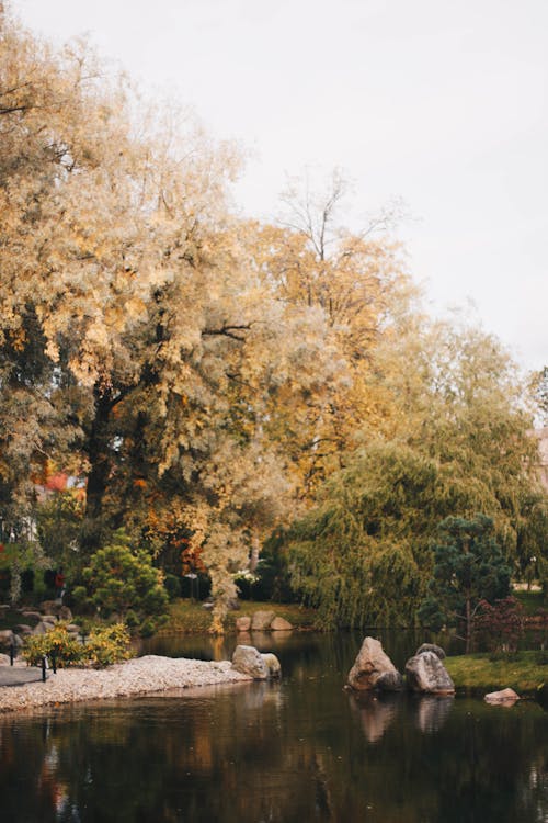 Brown and White Tree