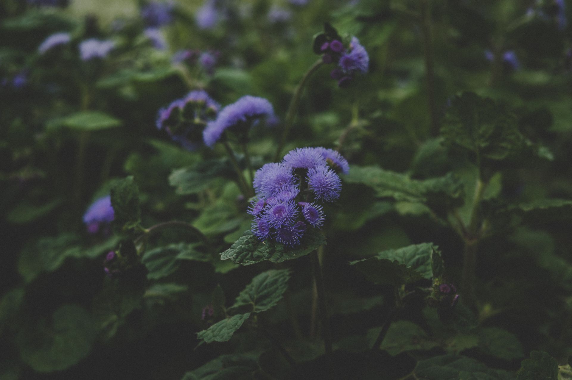 Close-up of vibrant purple ageratum flowers in a lush garden, showcasing natural beauty and organic growth.