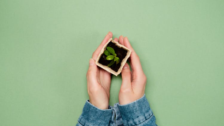 Seedling Inside A Small Box With Soil