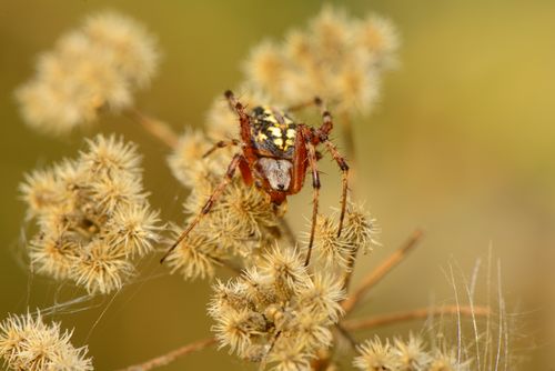 Free Macro shot of a colorful spider perched on dried flowers, showcasing nature's delicate details. Stock Photo