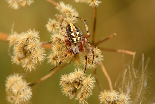 Macro Shot of a Spider on Weed Grass 