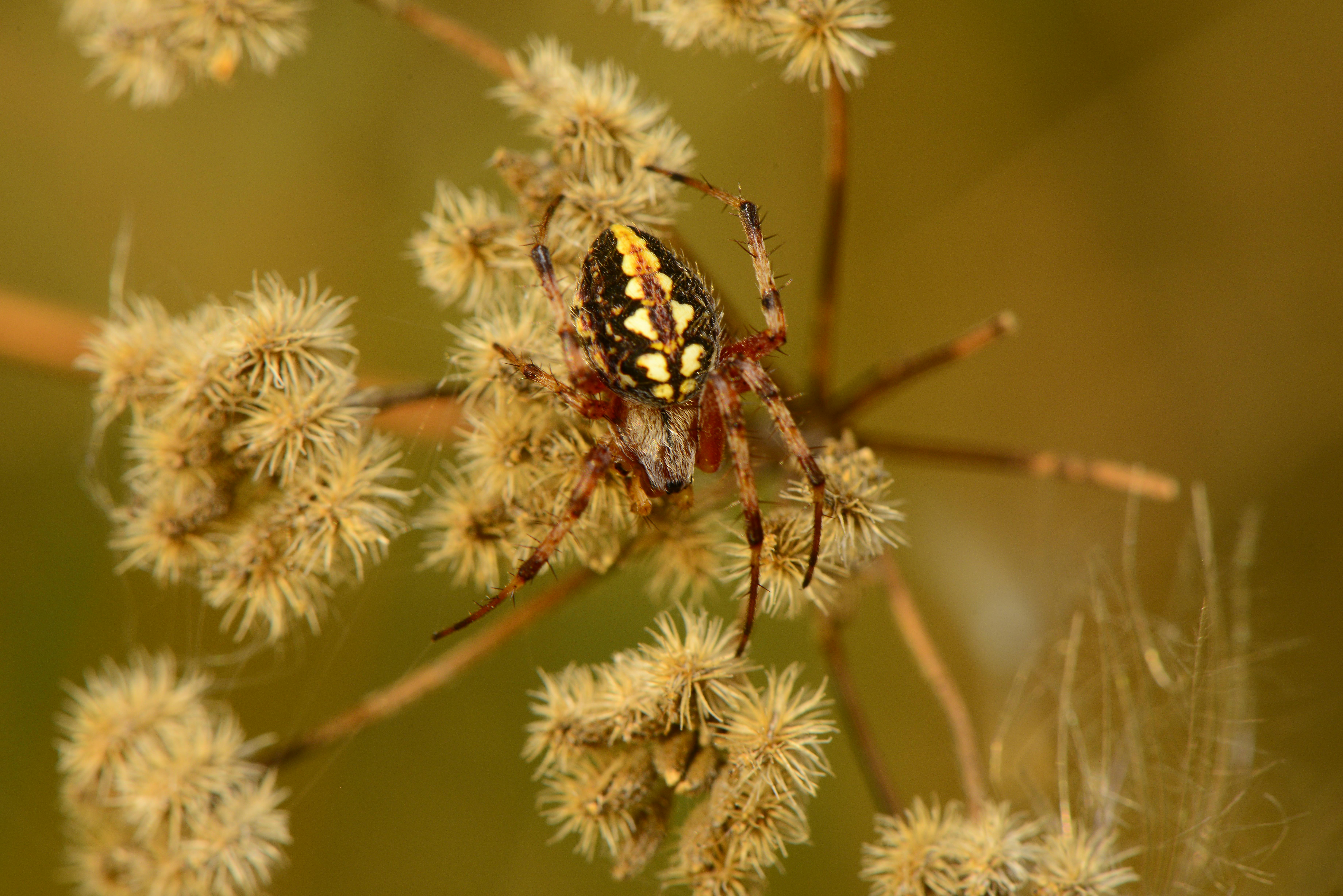 Black and White Spider on Brown Plant · Free Stock Photo