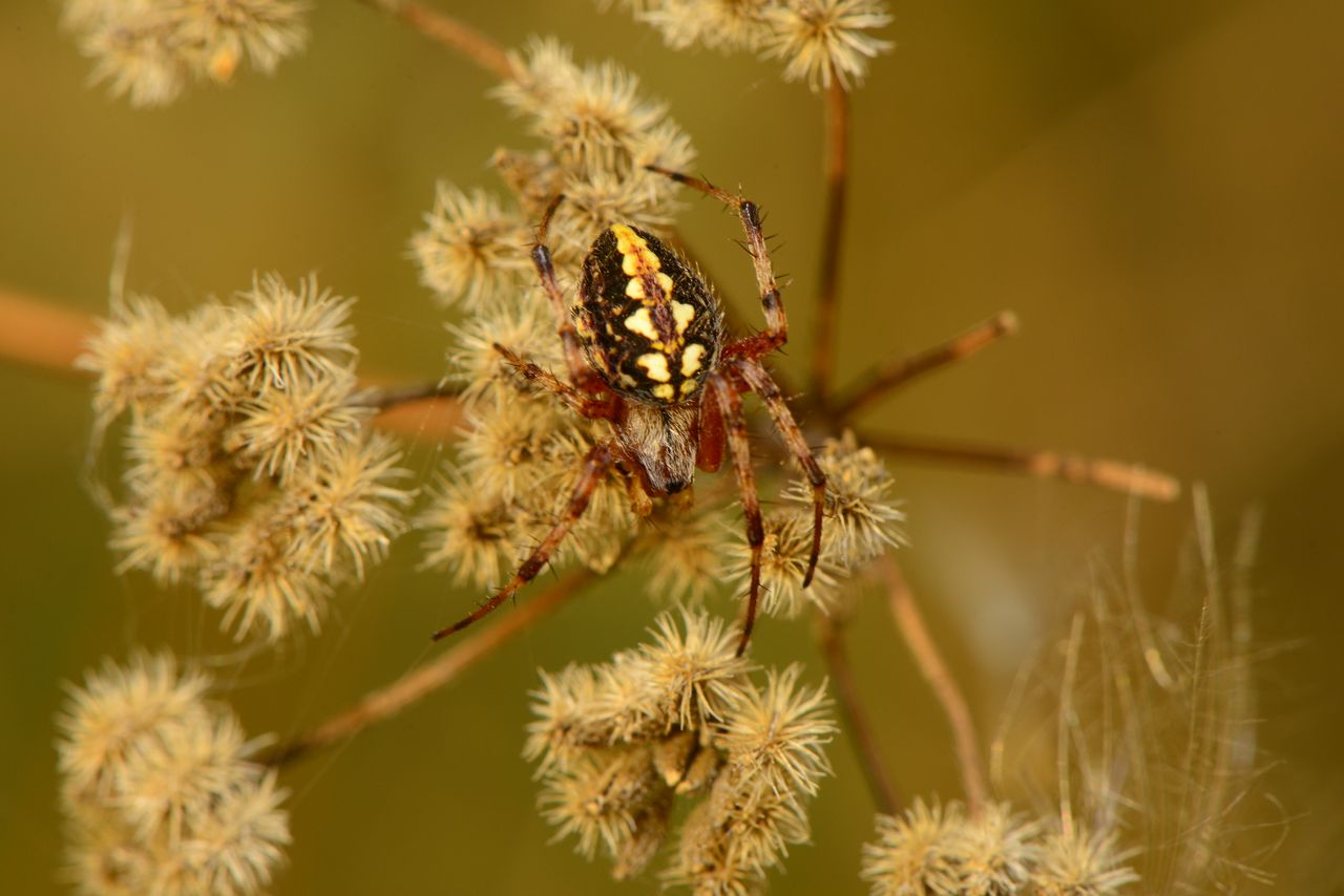 macro shot of a vibrant spider resting on dried flowers with a blurred