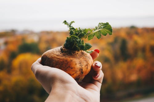 Imagine de stoc gratuită din cartof, crește, culoare