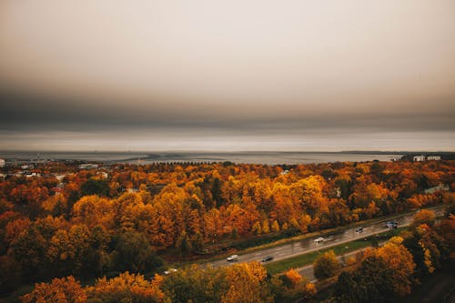 Aerial View of Orange Trees