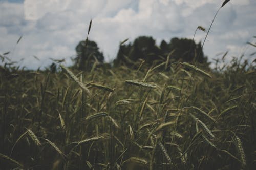 免费 在白色的天空下的绿草的选择性聚焦摄影 素材图片
