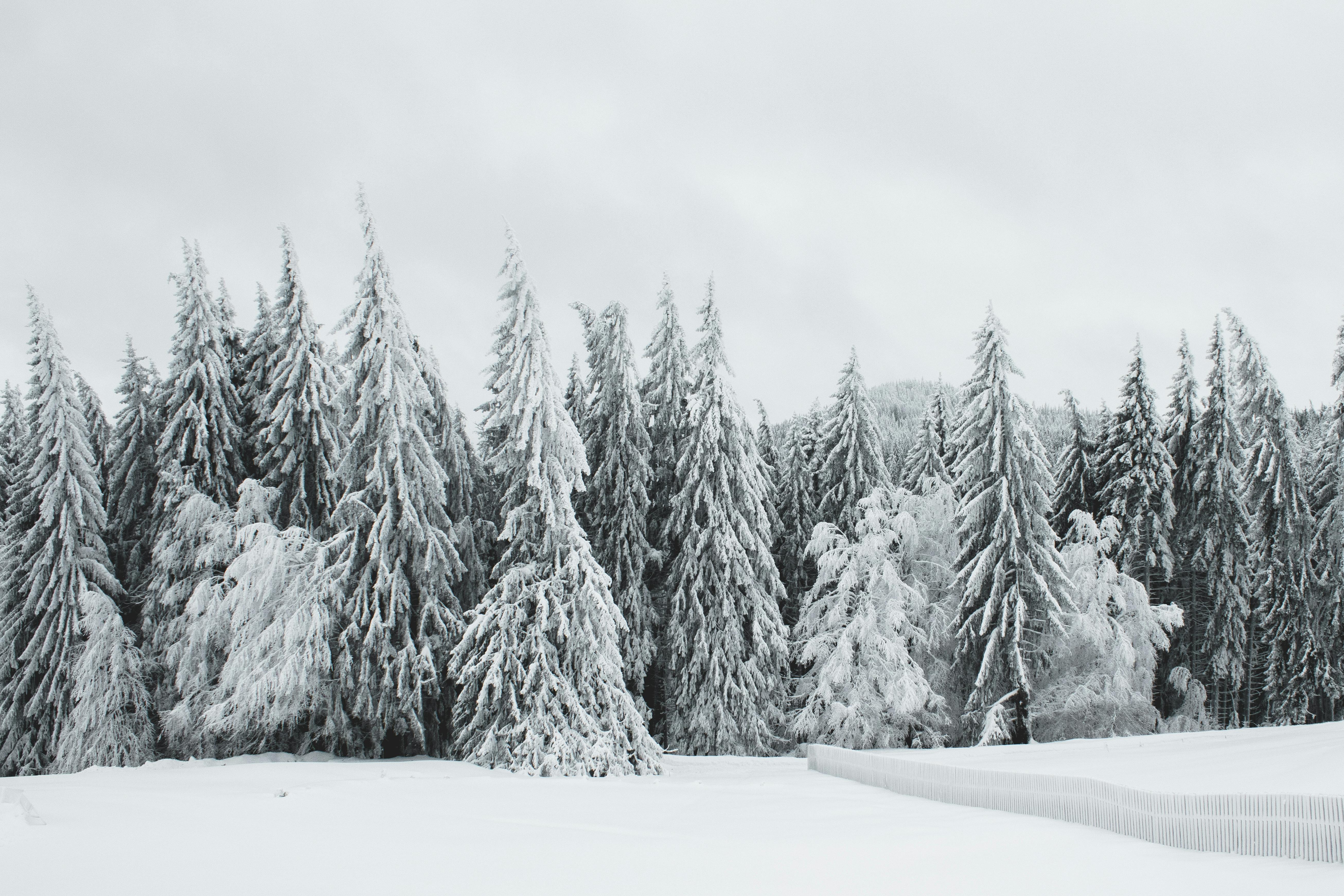 Freestanding Tree Winter Stock Photo 241921129