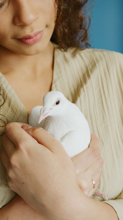 Free Close-up of a woman holding a white dove, showcasing the intimate connection and gentle touch. Stock Photo