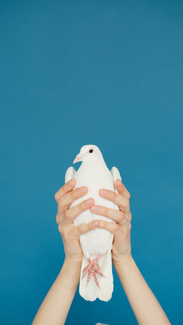 White Dove On A Person's Hand