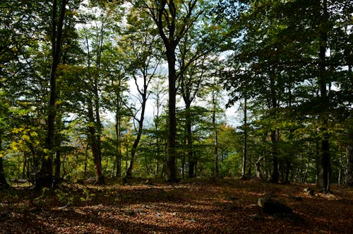 Imagine de stoc gratuită din arbori, codru, drumeție