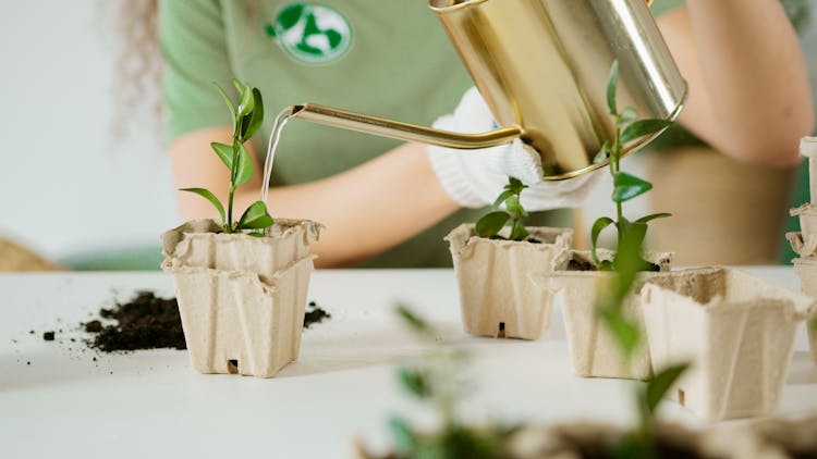 Person Watering The Plant