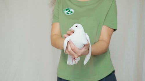 Person Holding White Dove
