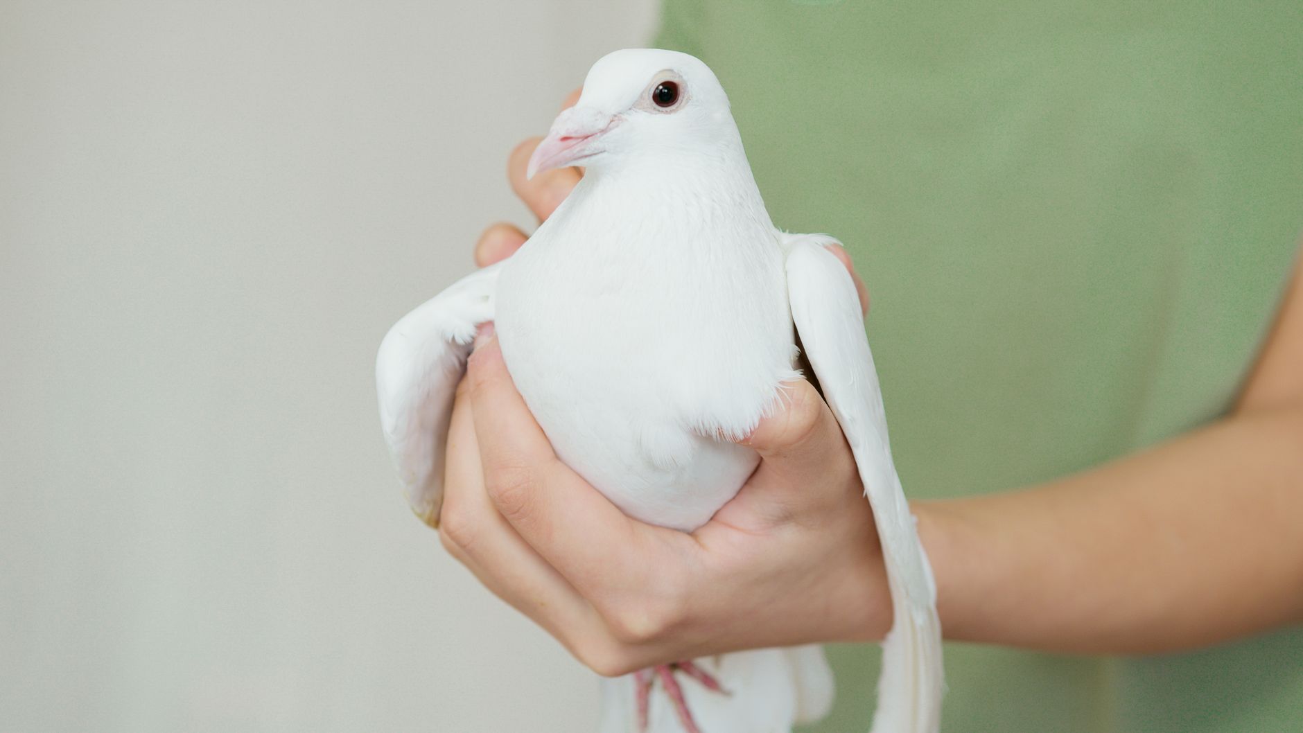 How to Create a Safe Room to Bird Proof Your Home