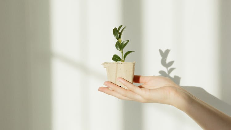 Person Holding Green Plant In Brown Pot