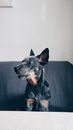 Stumpy Tailed Heeler dog sitting on sofa and looking away
