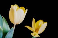 Two yellow tulips in bloom against a black background. Perfect for floral photography enthusiasts.