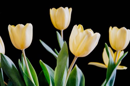 Kostnadsfri bild av blomfotografi, blomning, flora