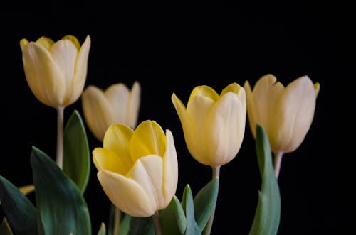 Kostnadsfri bild av blomfotografi, blomning, flora