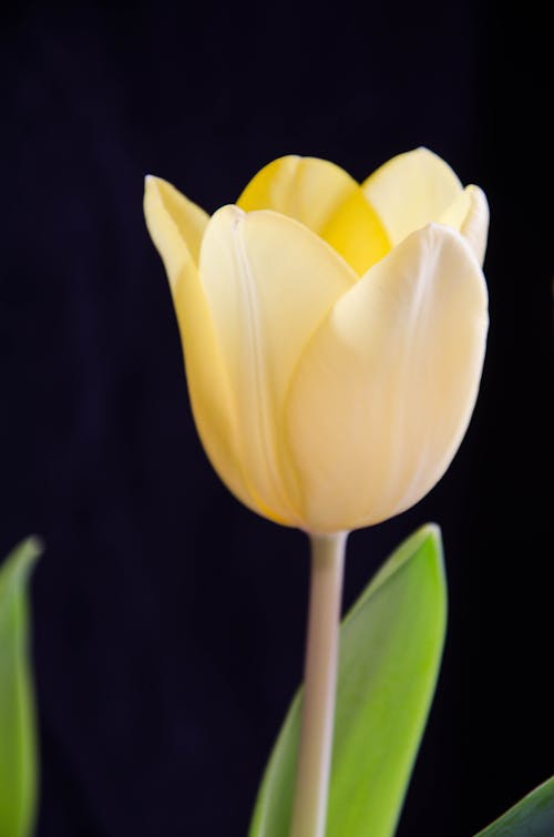 Ilmainen kuvapankkikuva tunnisteilla kasvikunta, keltainen kukka, kukka-valokuvaus Kuvapankkikuva