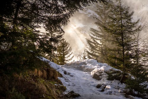 Kostnadsfri bild av berg, dimma, Granar