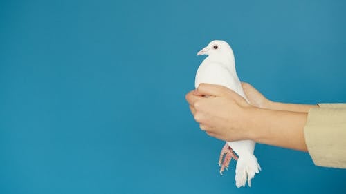 무료 동물, 동물 포트레이트, 비둘기의 무료 스톡 사진