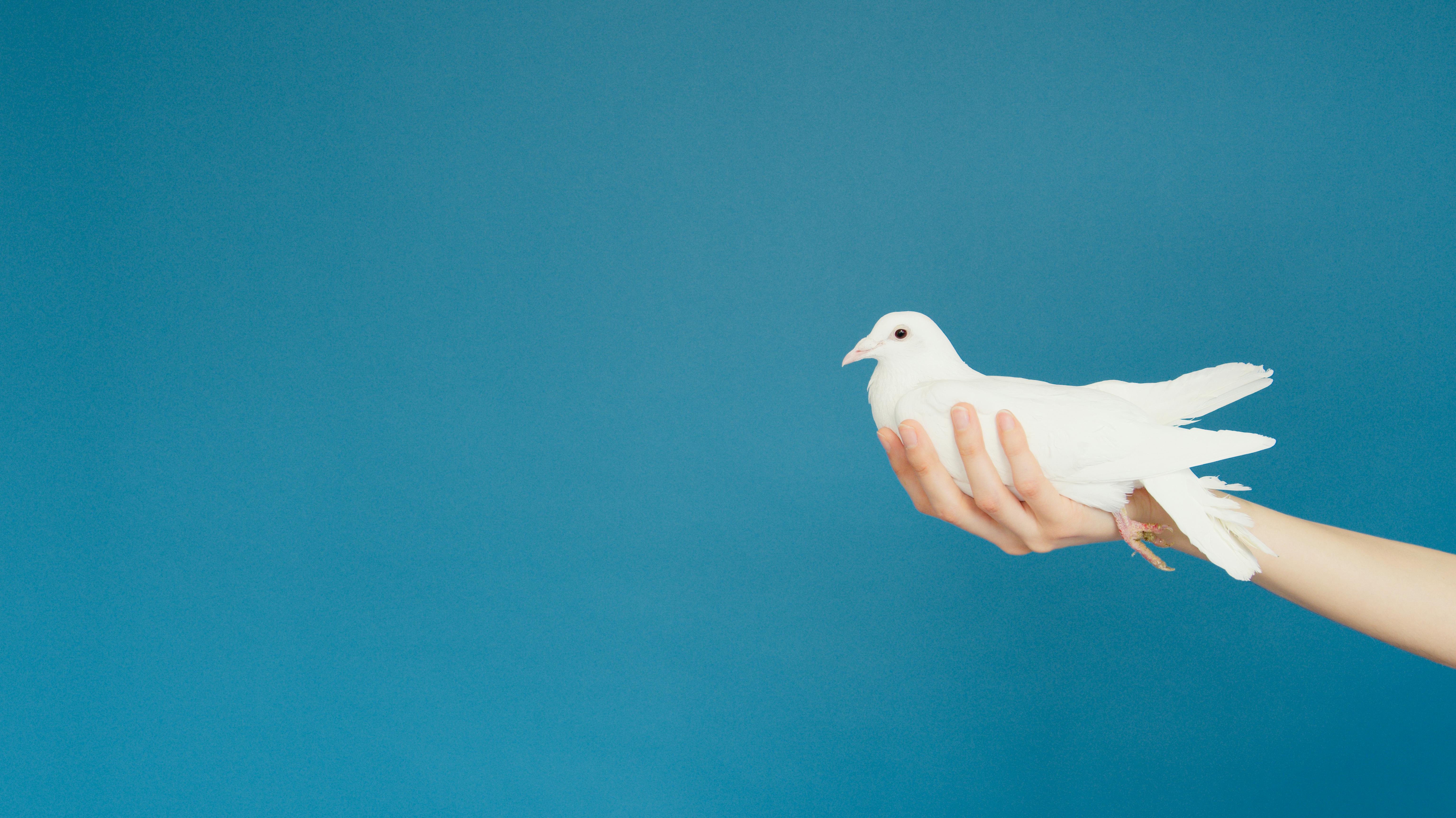 500 Dove Pictures HD  Download Free Images  Stock Photos on Unsplash
