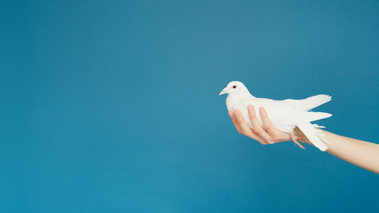 a white dove in someone's hand