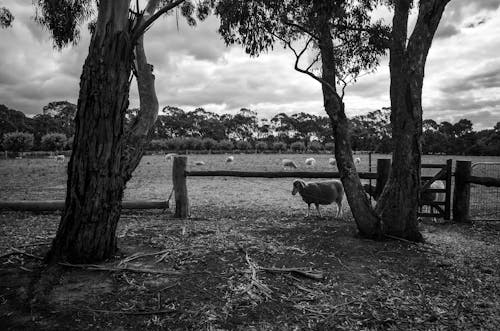 Безкоштовне стокове фото на тему «вівці, відтінки сірого, дерева»