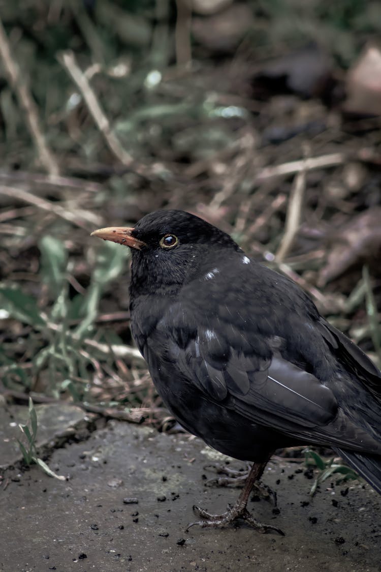 Close-up Of A Blackbird 