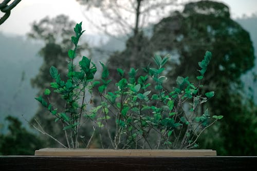 ポットの緑の葉の植物
